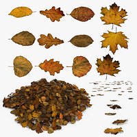 Autumn Old Leaves Trash
