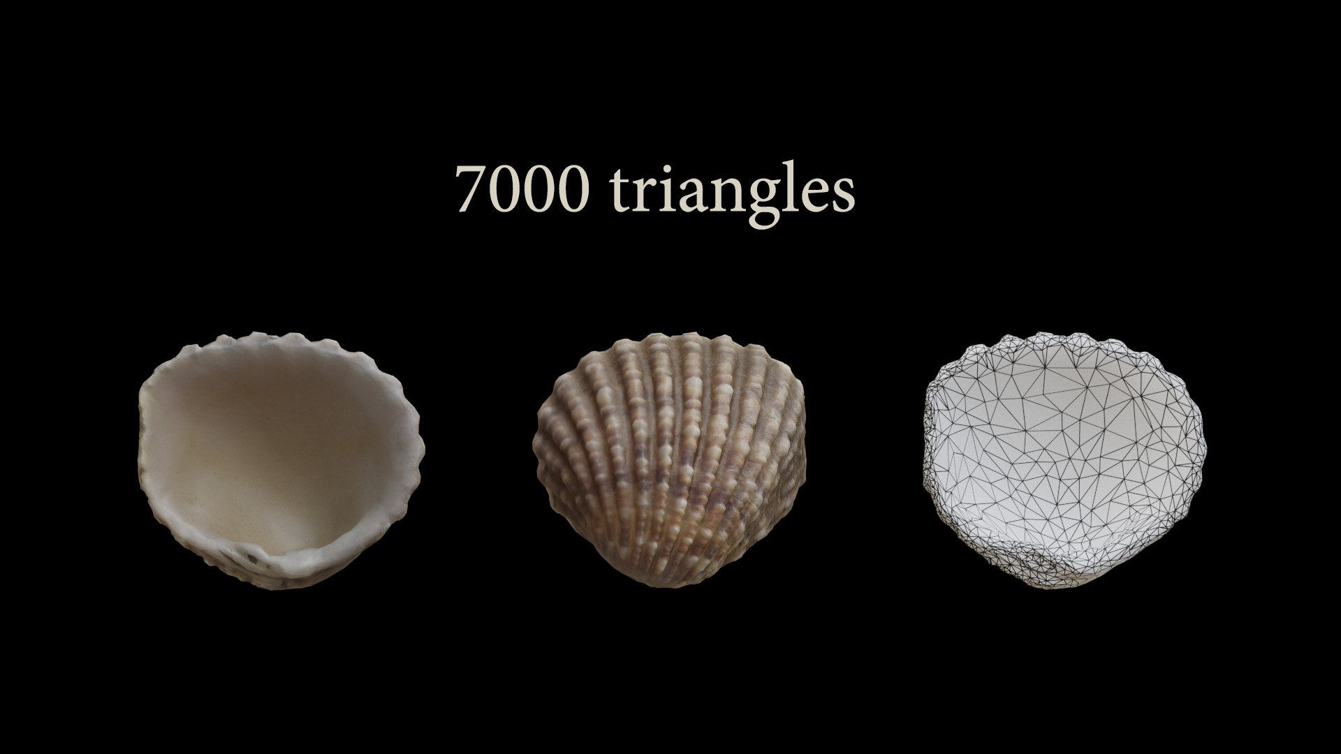 Seashell Collection Vol 2 Lowpoly Model - TurboSquid 1894881