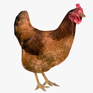 chicken chick 3D model