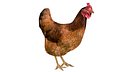Chicken 1