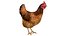 Chicken Coop and Chickens Collection