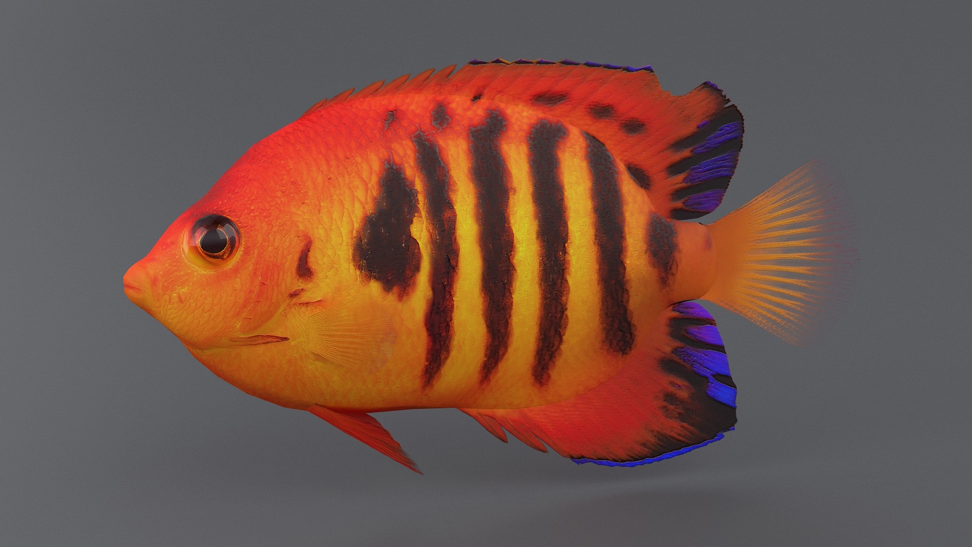 centropyge coral reef fish 3D https://p.turbosquid.com/ts-thumb/Ts/khI6m7/ENt8AXvF/centropyge_06/jpg/1578666658/1920x1080/fit_q87/9127fcaaab7f1f256c641308d1bc19fe82f287c3/centropyge_06.jpg