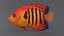 Centropyge Coral Reef Fish