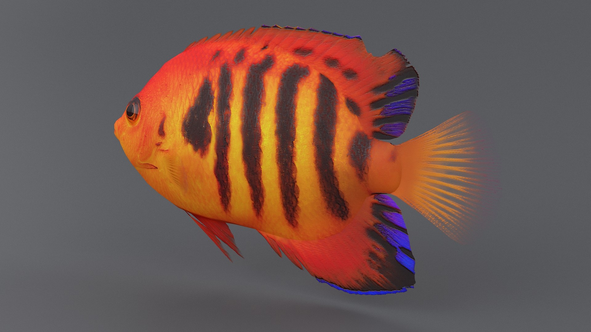 centropyge coral reef fish 3D https://p.turbosquid.com/ts-thumb/Ts/khI6m7/FGG5XGAK/centropyge_07/jpg/1578666658/1920x1080/fit_q87/eeba461196c691030f74508413c480a50f8e0e9c/centropyge_07.jpg