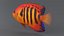 Centropyge Coral Reef Fish
