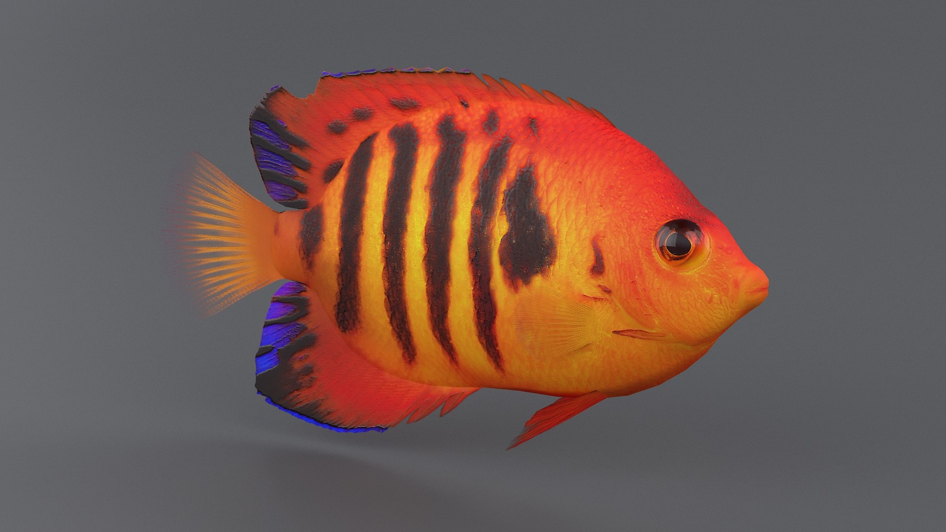 centropyge coral reef fish 3D https://p.turbosquid.com/ts-thumb/Ts/khI6m7/LIf8hRYq/centropyge_03/jpg/1578666658/1920x1080/fit_q87/a1e40582d6118ff64c3b71bb1d44c593272d24cd/centropyge_03.jpg