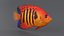 Centropyge Coral Reef Fish