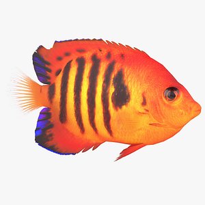Centropyge Coral Reef Fish