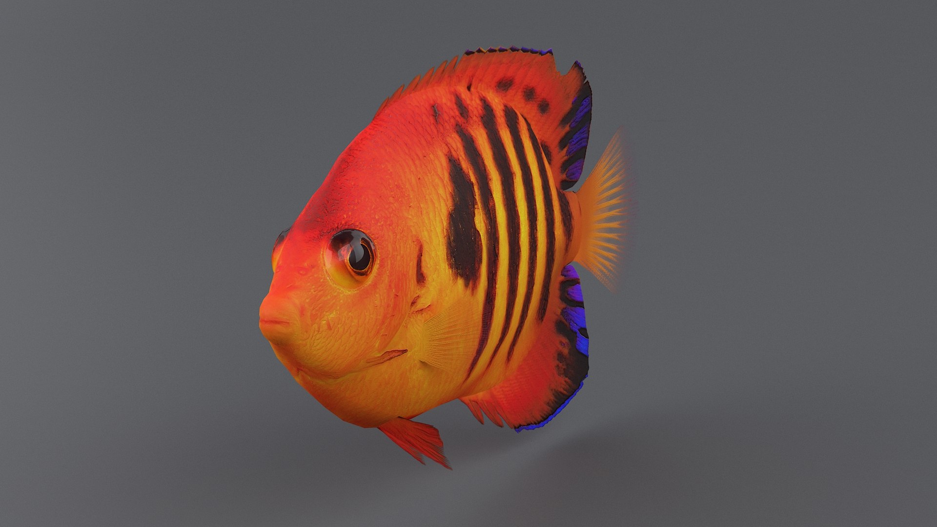 centropyge coral reef fish 3D https://p.turbosquid.com/ts-thumb/Ts/khI6m7/Rjx40dtQ/centropyge_05/jpg/1578666658/1920x1080/fit_q87/5cc5283b1858c281a0b44c6d46228944c4bcc30b/centropyge_05.jpg