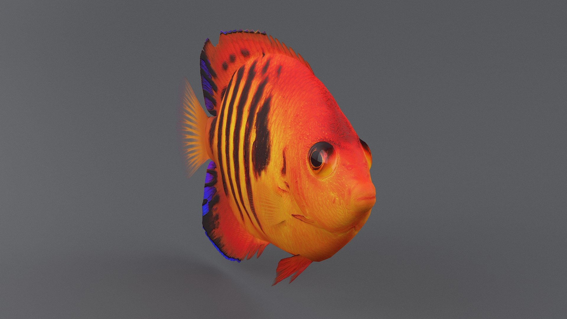 centropyge coral reef fish 3D https://p.turbosquid.com/ts-thumb/Ts/khI6m7/fAEnHxnd/centropyge_04/jpg/1578666658/1920x1080/fit_q87/dc8c38abbe653271222fec18ffcfc764d7c4dab4/centropyge_04.jpg