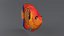 Centropyge Coral Reef Fish