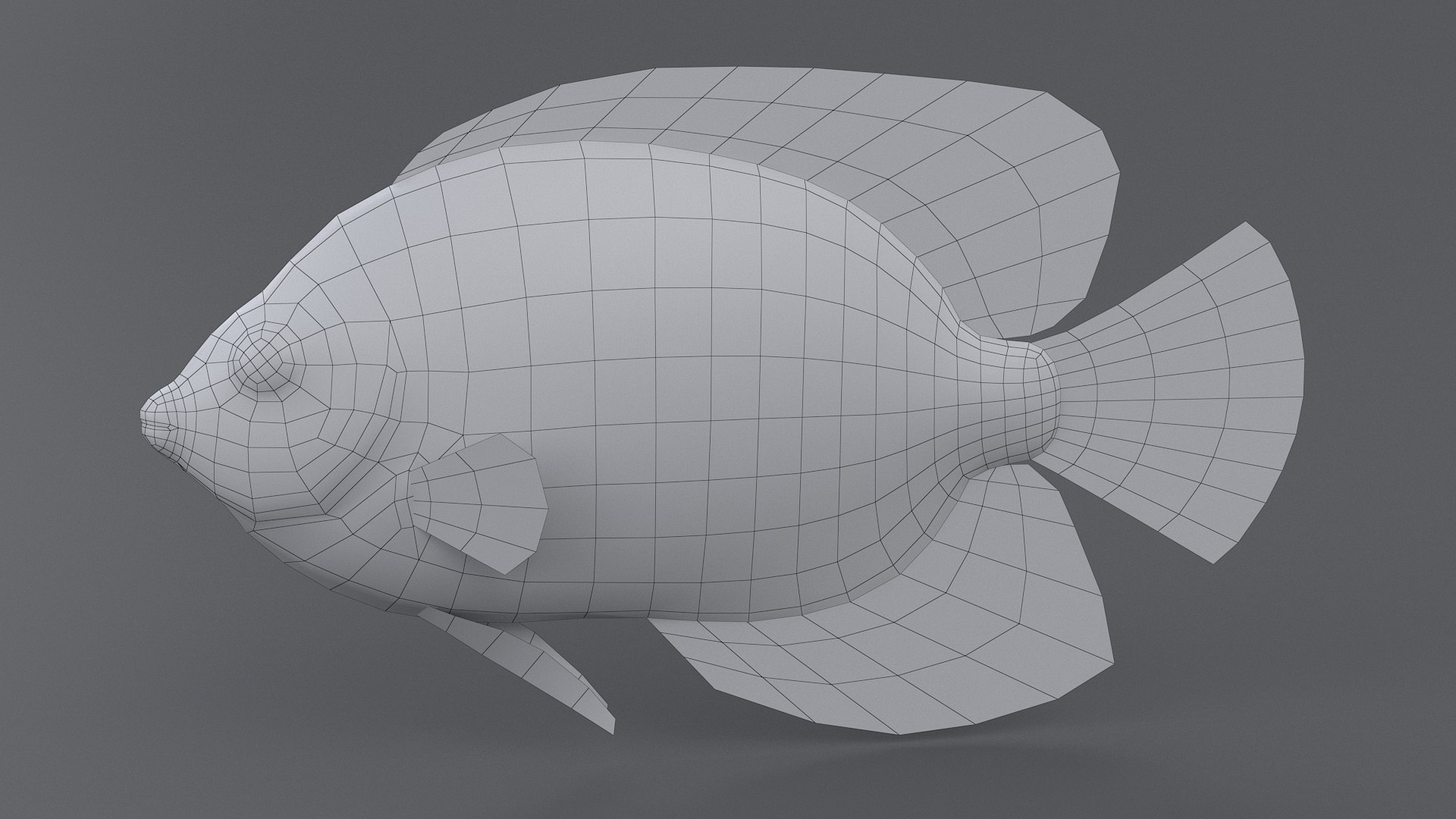 centropyge coral reef fish 3D https://p.turbosquid.com/ts-thumb/Ts/khI6m7/haJO9MO9/centropyge_12/jpg/1578666658/1920x1080/fit_q87/8d6e90e32ed40e55c35efc5edd96db2f29a36755/centropyge_12.jpg