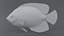 Centropyge Coral Reef Fish