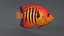 Centropyge Coral Reef Fish