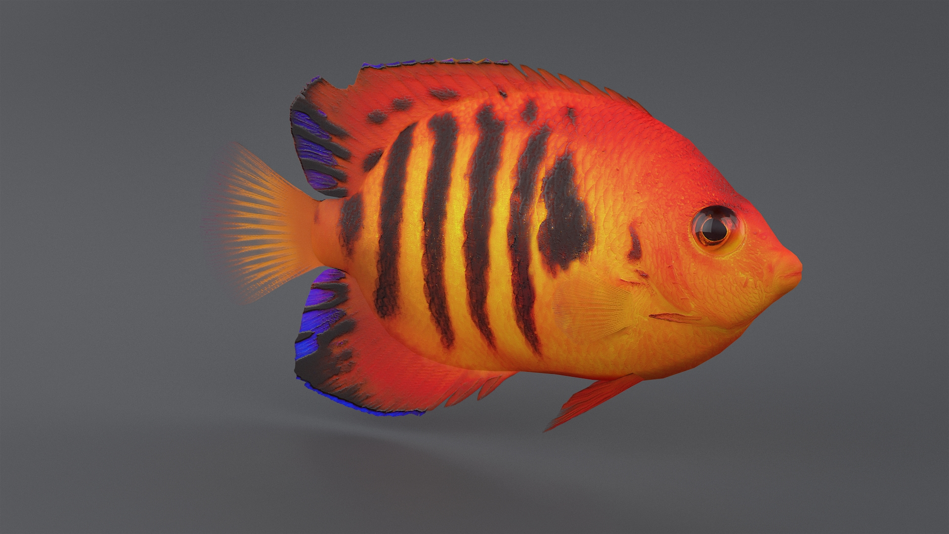 centropyge coral reef fish 3D https://p.turbosquid.com/ts-thumb/Ts/khI6m7/wE8GyzYE/centropygetba/jpg/1578666806/1920x1080/turn_fit_q99/df3195182d3927b4621acd84c0e1b115867ff19a/centropygetba-1.jpg
