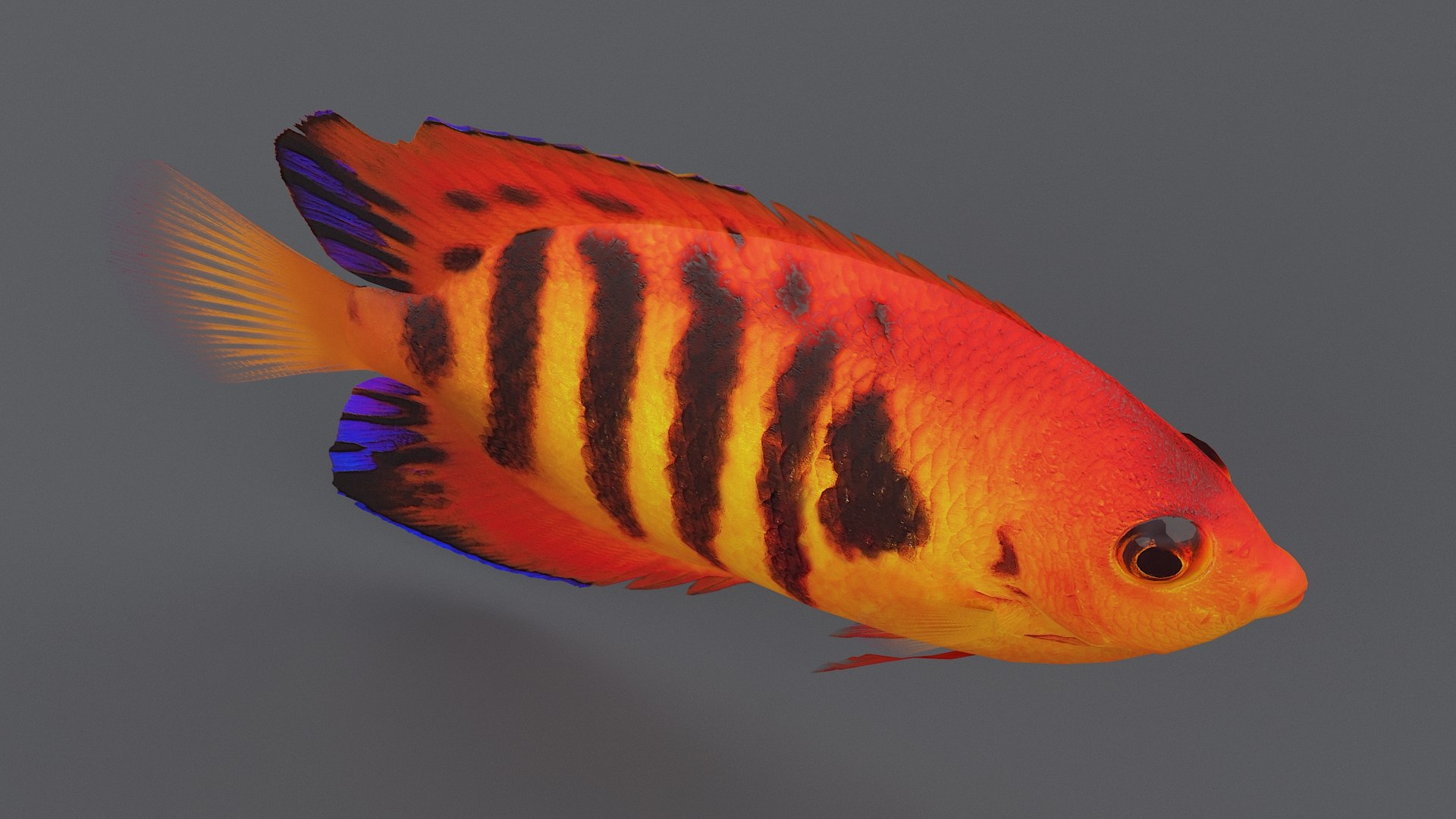 centropyge coral reef fish 3D https://p.turbosquid.com/ts-thumb/Ts/khI6m7/wV5eS306/centropyge_08/jpg/1578666658/1920x1080/fit_q87/ebf947f7cf6c226aa31e533eb839358bb66de11e/centropyge_08.jpg
