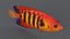 Centropyge Coral Reef Fish