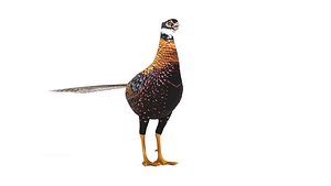 The Striking Endemic Pheasant of China