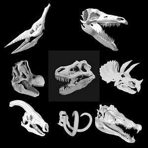 Dinosaur Skulls