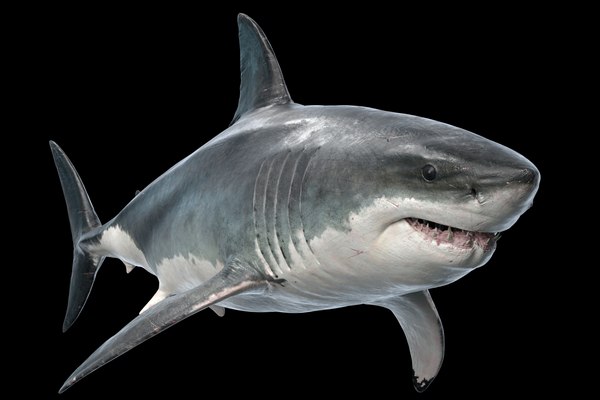 Great White Shark Rigged in Blender | 3D model