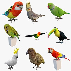 tropical bird 3d c4d
