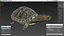 Red Eared Slider Turtle