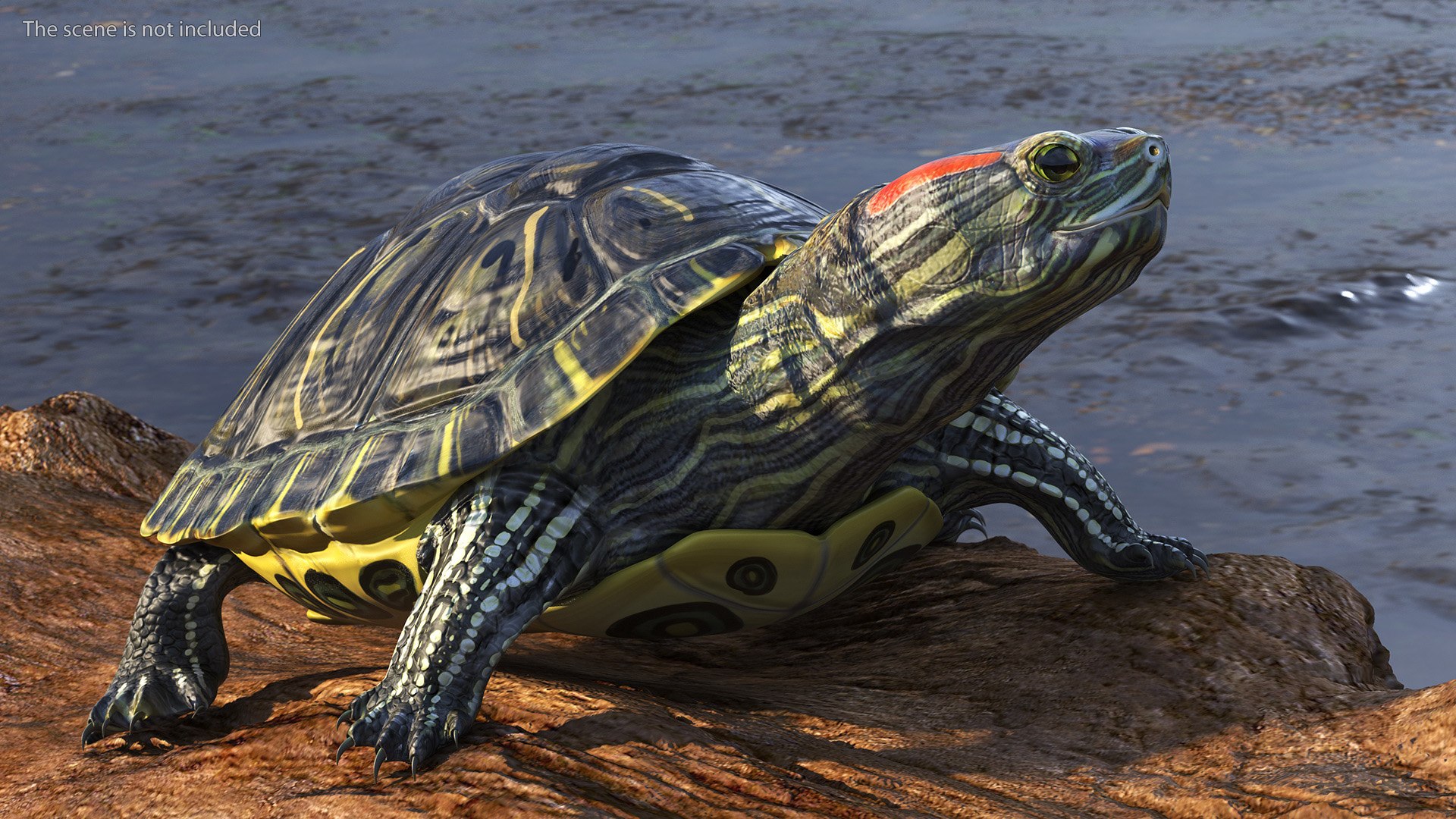 Red Eared Slider Turtle model https://p.turbosquid.com/ts-thumb/Tt/BGjJ3m/2Y/redearedsliderturtlemb3dmodel003/jpg/1699617408/1920x1080/fit_q87/df50a0612f22bc4cb9e6c8c1500bc7adc68787dd/redearedsliderturtlemb3dmodel003.jpg