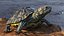 Red Eared Slider Turtle