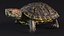 Red Eared Slider Turtle