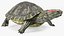 Red Eared Slider Turtle