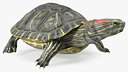 Red Eared Slider Turtle