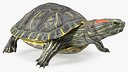 Red Eared Slider Turtle