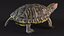 Red Eared Slider Turtle