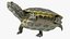 Red Eared Slider Turtle