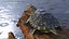 Red Eared Slider Turtle