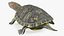 Red Eared Slider Turtle
