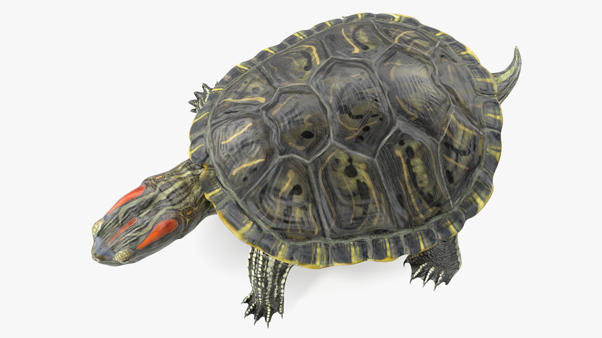 Red Eared Slider Turtle model https://p.turbosquid.com/ts-thumb/Tt/BGjJ3m/QT/redearedsliderturtlemb3dmodel014/jpg/1699617455/1920x1080/fit_q87/64783bca8d061496c6b392183d93f44d624b1fc3/redearedsliderturtlemb3dmodel014.jpg