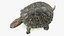 Red Eared Slider Turtle