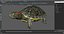 Red Eared Slider Turtle