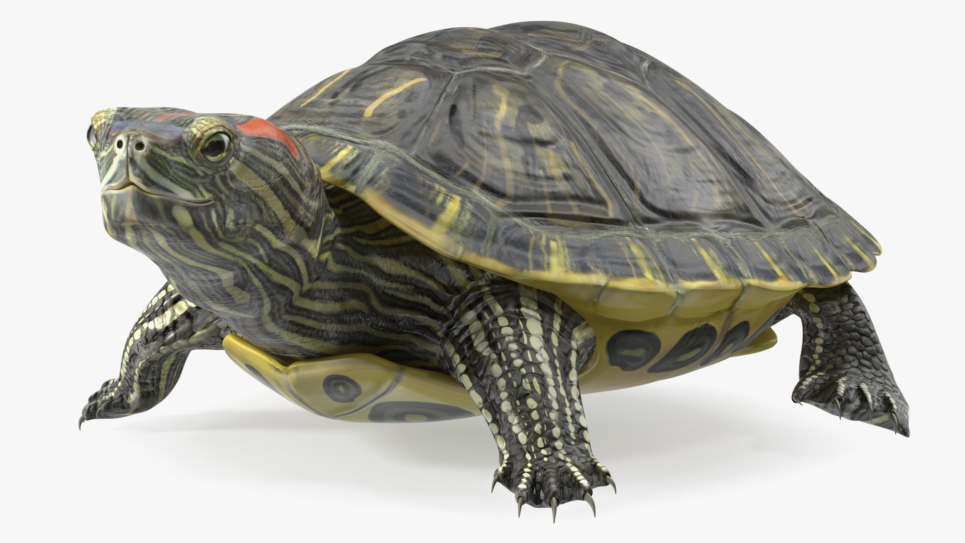 Red Eared Slider Turtle model https://p.turbosquid.com/ts-thumb/Tt/BGjJ3m/co/redearedsliderturtlemb3dmodel008/jpg/1699617429/1920x1080/fit_q87/0aa86920de5e6008daf71aa23530469ae014d7f4/redearedsliderturtlemb3dmodel008.jpg