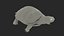 Red Eared Slider Turtle
