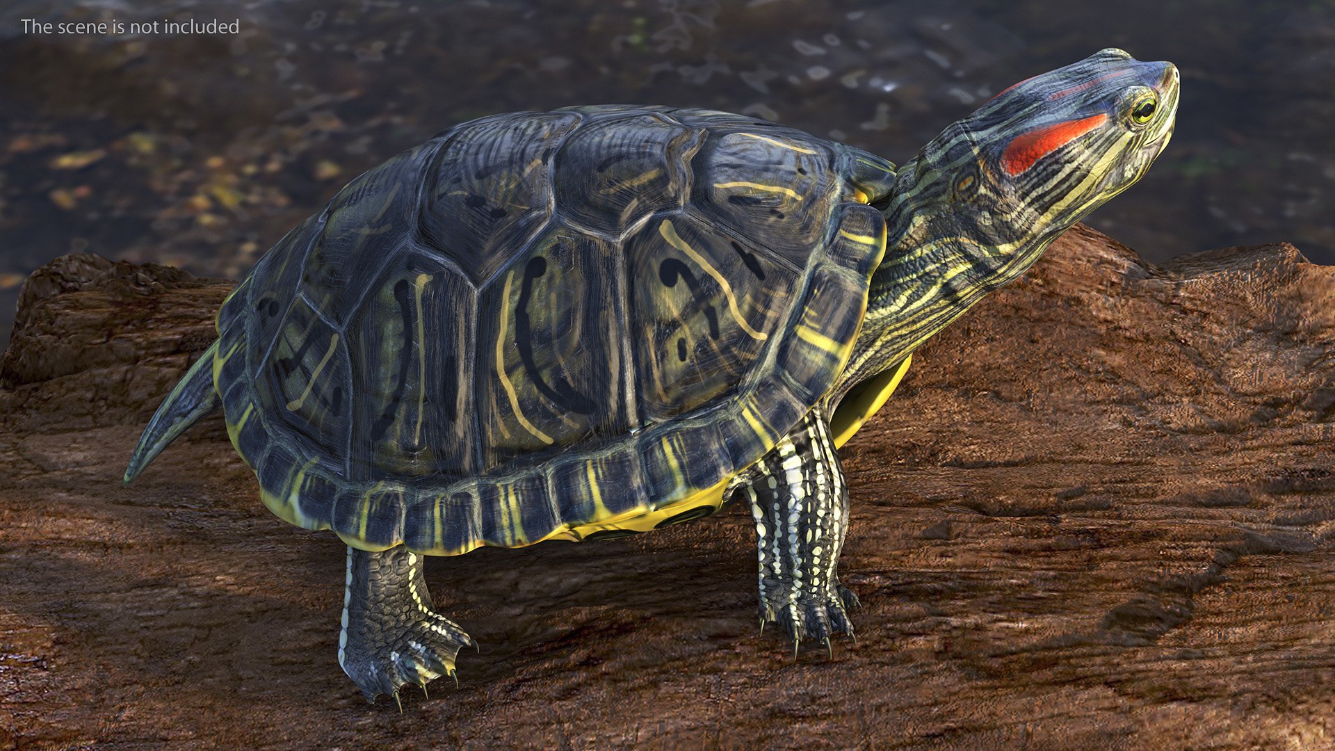 Red Eared Slider Turtle model https://p.turbosquid.com/ts-thumb/Tt/BGjJ3m/eB/redearedsliderturtlemb3dmodel004/jpg/1699617412/1920x1080/fit_q87/51541b7bb71bf1c07d6c7c2531f865b048d05641/redearedsliderturtlemb3dmodel004.jpg