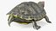 Red Eared Slider Turtle