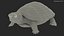 Red Eared Slider Turtle