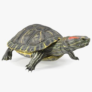 Red Eared Slider Turtle model