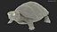 Red Eared Slider Turtle