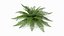 Realistic Fern Plant