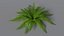 Realistic Fern Plant