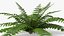 Realistic Fern Plant