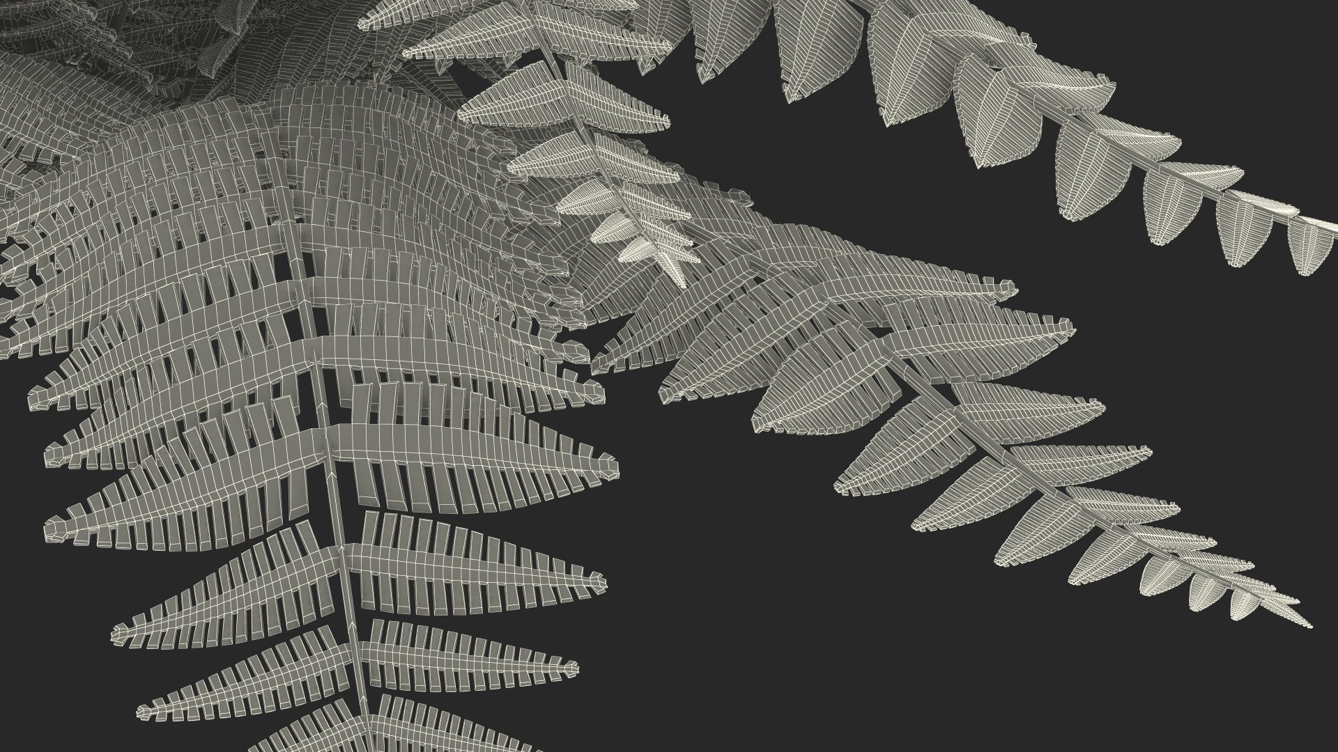 Realistic Fern Plant 3D model https://p.turbosquid.com/ts-thumb/Tt/DOnE1l/Cv/realisticfernplantvray3dmodel021/jpg/1716924043/1920x1080/fit_q87/9e69ef81296fd344550e54e3f4fd6409541c9aea/realisticfernplantvray3dmodel021.jpg